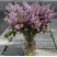 Сирень доставка цветов ракурс Сирень 1 доставка цветов ракурс