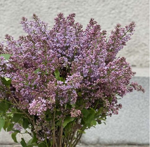 Сирень доставка цветов Сирень 2 доставка цветов