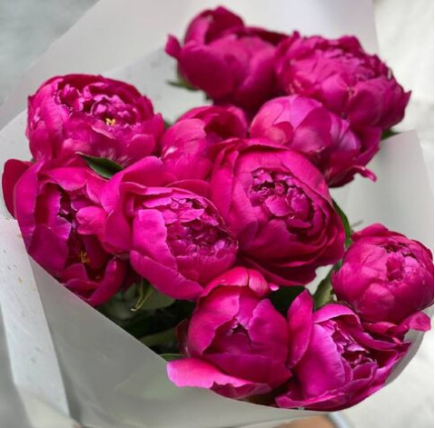 Букет 11 малинових півоній 3 доставка квітів