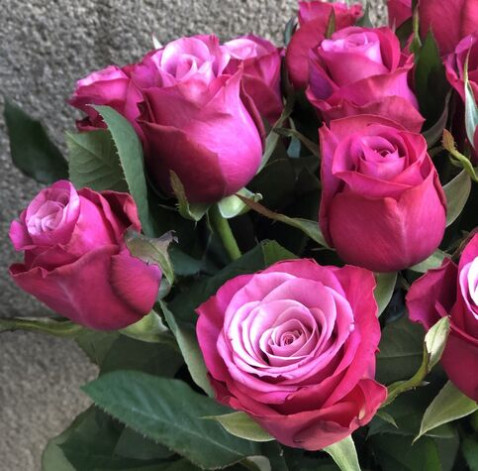 Rose Prince of Persia 3 Flower delivery