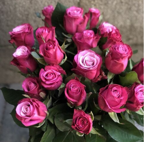 Rose Prince of Persia 2 Flower delivery