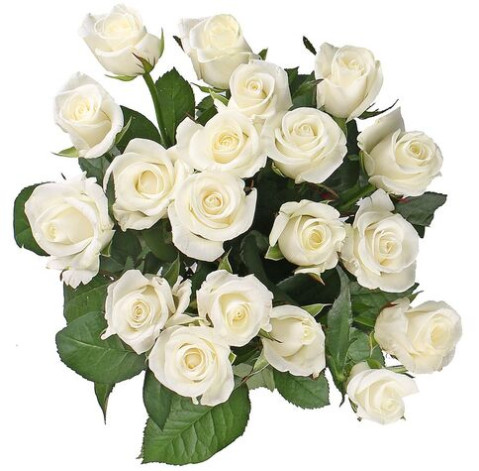 Троянда Білуга 30-40 см 2 доставка квітів
