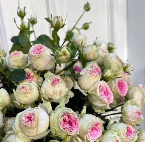 Троянда кущова Джелатто 3 доставка квітів