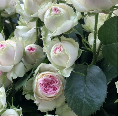 Троянда кущова Джелатто 7 доставка квітів