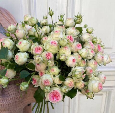 Троянда кущова Джелатто 1 доставка квітів