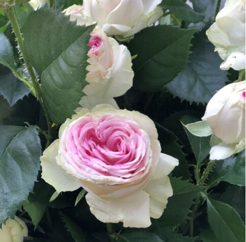 Троянда кущова Джелатто 6 доставка квітів