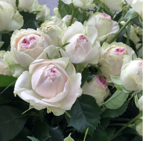 Троянда кущова Джелатто 5 доставка квітів