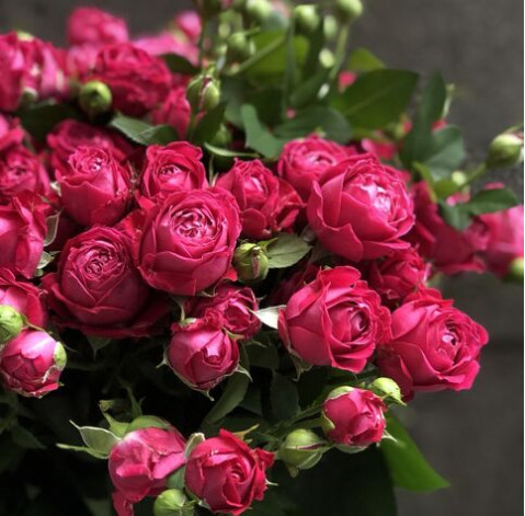 Spray rose Marvelous Bubbles 4 Flower delivery