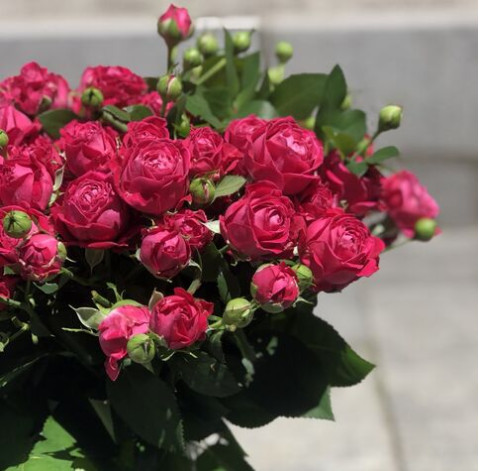 Spray rose Marvelous Bubbles 3 Flower delivery