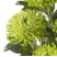 Chrysanthemum Shamrock 1 Flower delivery foreshortening