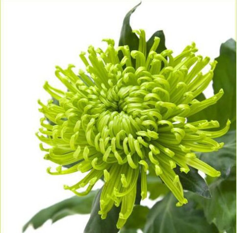 Chrysanthemum Shamrock 2 Flower delivery