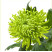 Chrysanthemum Shamrock 2 Flower delivery foreshortening