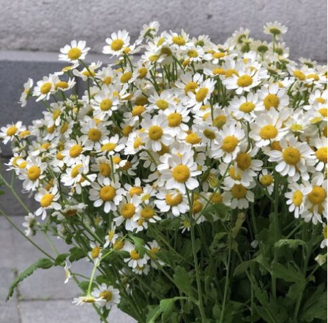 Ромашка Танацетум 3 доставка цветов