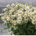 Ромашка Танацетум 3 доставка цветов ракурс