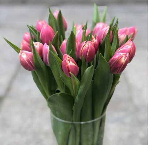 Тюльпан півонієподібний Коламбус 5 доставка квітів