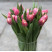 Тюльпан півонієподібний Коламбус доставка квітів ракурс Тюльпан півонієподібний Коламбус 5 доставка квітів ракурс