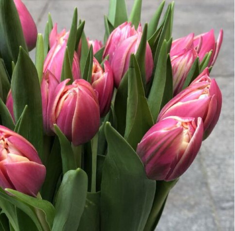 Тюльпан півонієподібний Коламбус 6 доставка квітів