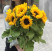 Bouquet of 11 sunflowers 1 Flower delivery foreshortening