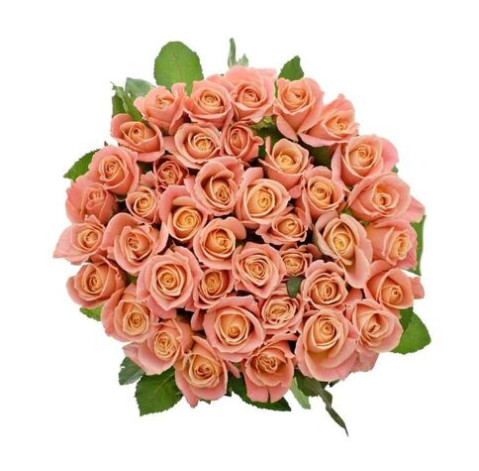 Rose Miss Piggy 3 Flower delivery
