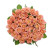 Rose Miss Piggy 3 Flower delivery foreshortening