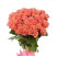 Rose Miss Piggy 2 Flower delivery foreshortening