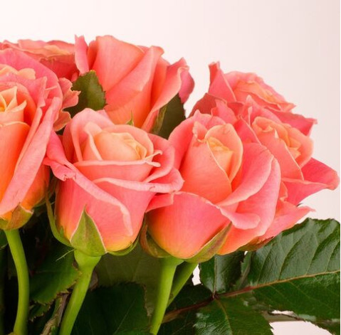 Троянда Міс Піггі доставка квітів