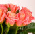 Rose Miss Piggy 1 Flower delivery foreshortening