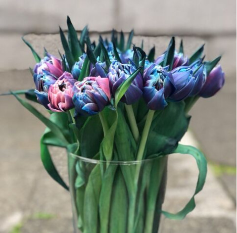 Космический тюльпан 2 доставка цветов