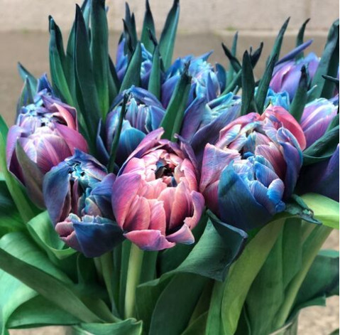 Космический тюльпан 3 доставка цветов