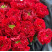 Букет 25 троянд Ред Ай доставка квітів ракурс Букет 25 троянд Ред Ай 3 доставка квітів ракурс
