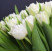 Тюльпан пионовидный белый 1 доставка цветов ракурс