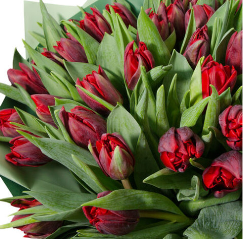 Тюльпан пионовидный красный 1 доставка цветов