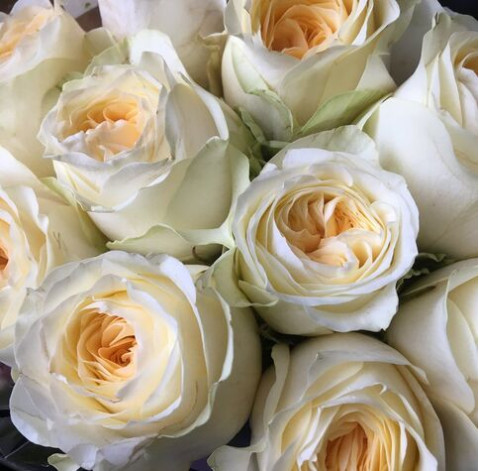 Роза Канделайт 3 доставка цветов