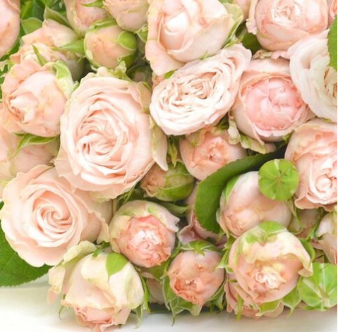 Роза Бомбастик 2 доставка цветов