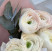 Bouquet of 7 ranunculus 3 Flower delivery foreshortening