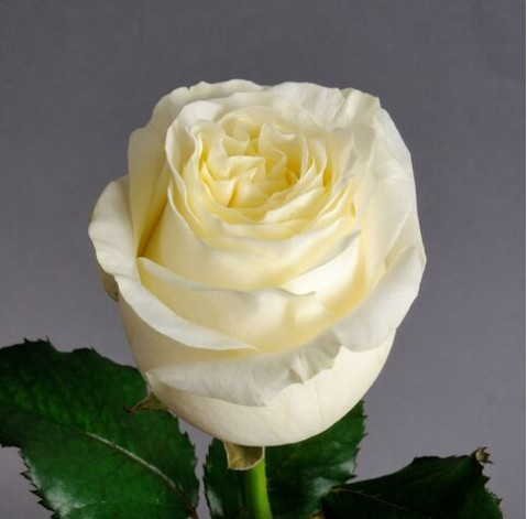 Rosa Ivanna 1 Flower delivery