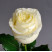 Rosa Ivanna 1 Flower delivery foreshortening