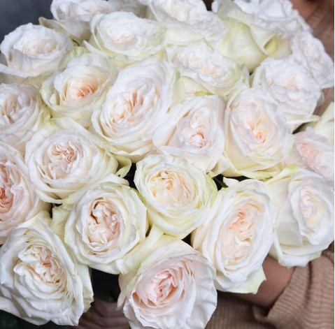 Rosa White Ohara 2 Flower delivery
