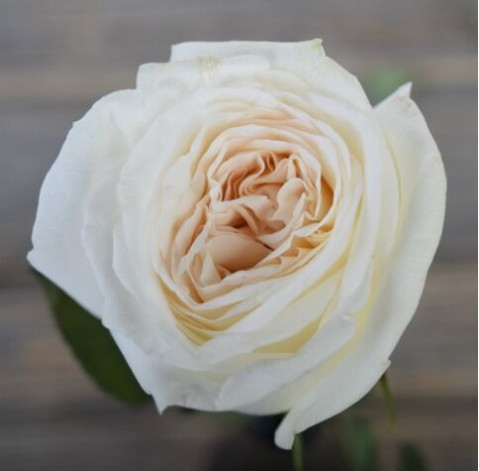 Rosa White Ohara 5 Flower delivery