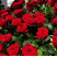 Funeral basket of 70 roses 4 Flower delivery foreshortening