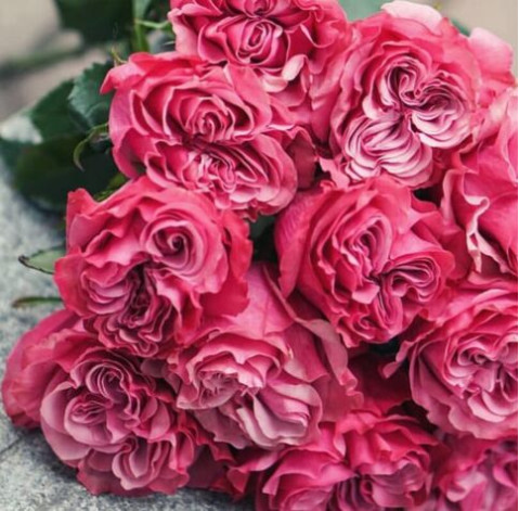 Rosa Country Blue 2 Flower delivery