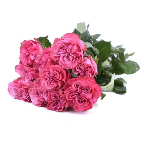 Rosa Country Blue 1 Flower delivery