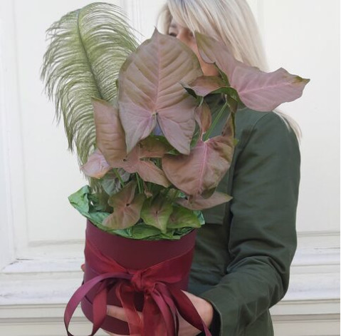 Syngonium in a hat box 2 Flower delivery