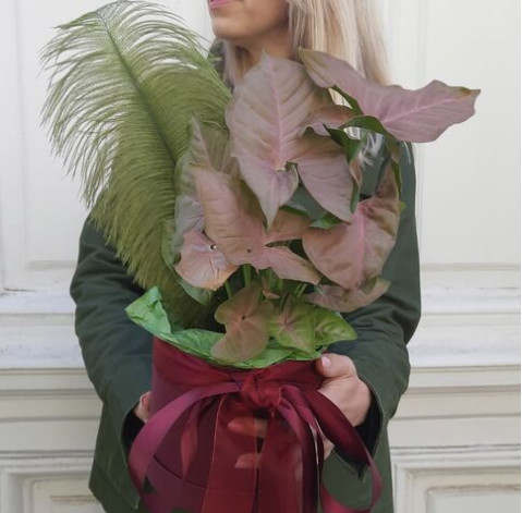 Syngonium in a hat box 3 Flower delivery