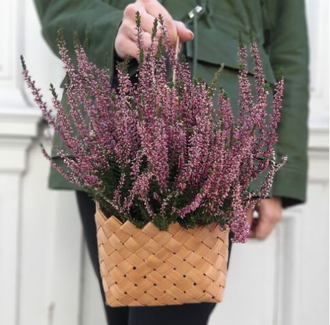 Вереск в плетеном конверте доставка цветов Вереск в плетеном конверте 2 доставка цветов