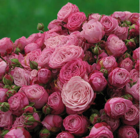 Lady Bombastic Rose 3 Flower delivery