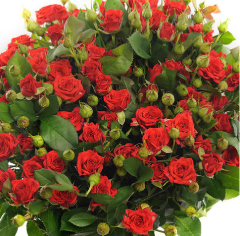 Spray rose Mirabel 2 Flower delivery