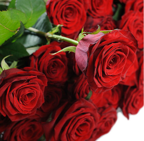 Троянди Ред Наомі 60 см доставка квітів