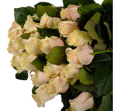 Talea Rose 3 Flower delivery