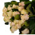 Talea Rose Flower delivery foreshortening Talea Rose 3 Flower delivery foreshortening